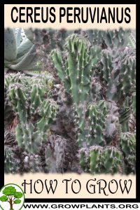 How to grow Cereus peruvianus