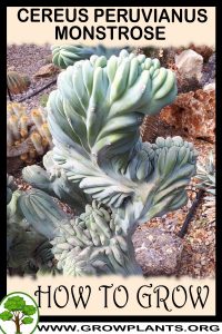 How to grow Cereus peruvianus monstrose