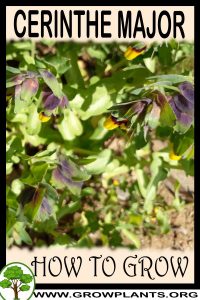 How to grow Cerinthe major