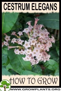 How to grow Cestrum elegans