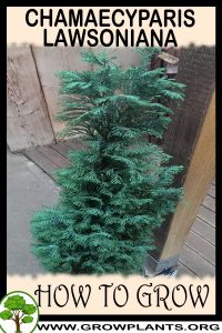 How to grow Chamaecyparis lawsoniana