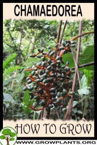 How to grow Chamaedorea