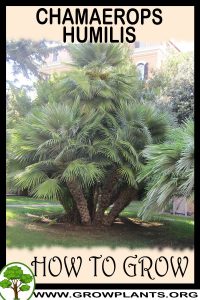 How to grow Chamaerops humilis