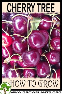 How to grow Cherry tree