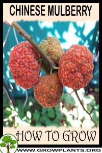 How to grow Chinese mulberry