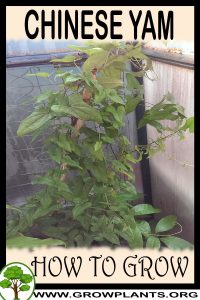 How to grow Chinese yam