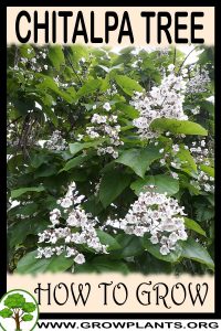 How to grow Chitalpa tree