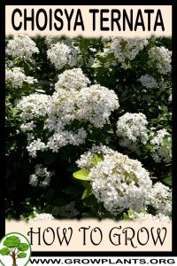 How to grow Choisya ternata