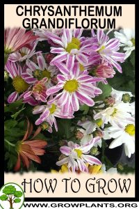 How to grow Chrysanthemum grandiflorum