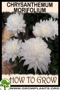 How to grow Chrysanthemum morifolium