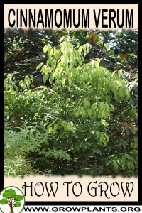 How to grow Cinnamomum verum