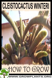 How to grow Cleistocactus winteri