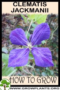 How to grow Clematis jackmanii