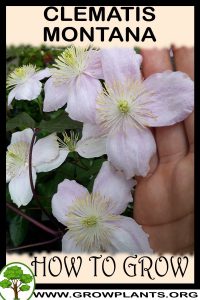 How to grow Clematis montana