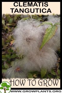 How to grow Clematis tangutica