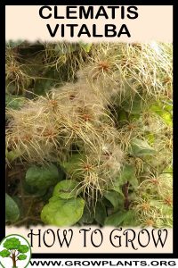 How to grow Clematis vitalba