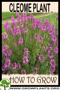 How to grow Cleome