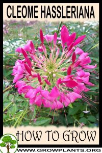 How to grow Cleome hassleriana