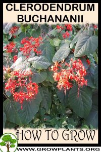 How to grow Clerodendrum buchananii