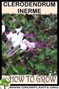 How to grow Clerodendrum inerme