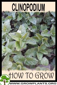 How to grow Clinopodium