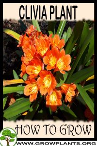 How to grow Clivia