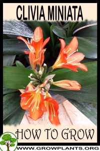 How to grow Clivia miniata