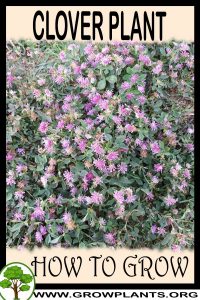 How to grow Clover plant