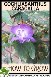 How to grow Cochliasanthus caracalla
