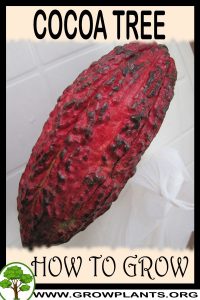 How to grow Cocoa tree