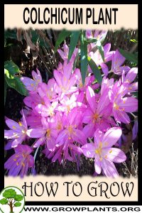 How to grow Colchicum