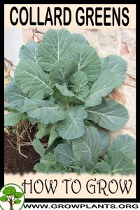 How to grow Collard greens