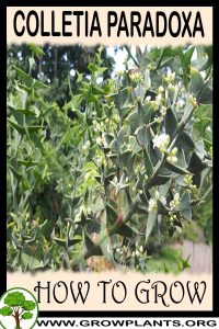 How to grow Colletia paradoxa