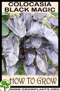 How to grow Colocasia black magic