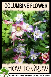 How to grow Columbine flower