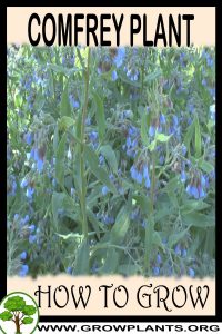 How to grow Comfrey