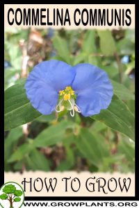 How to grow Commelina communis