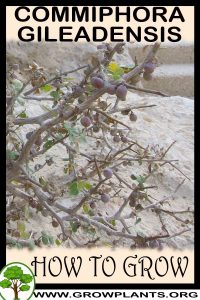 How to grow Commiphora gileadensis