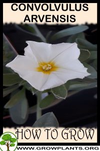 How to grow Convolvulus arvensis