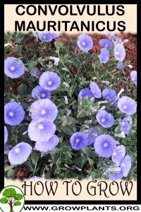 How to grow Convolvulus mauritanicus