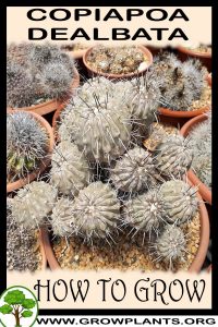 How to grow Copiapoa dealbata