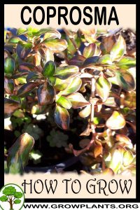 How to grow Coprosma