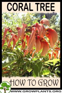 How to grow Coral tree