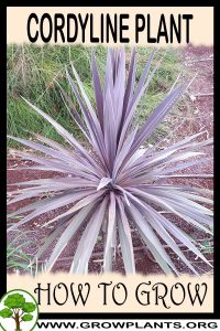 How to grow Cordyline