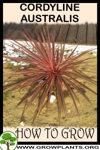 How to grow Cordyline australis