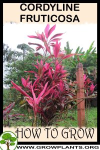 How to grow Cordyline fruticosa