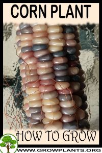 How to grow Corn plant