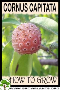 How to grow Cornus capitata