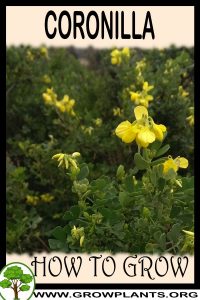 How to grow Coronilla