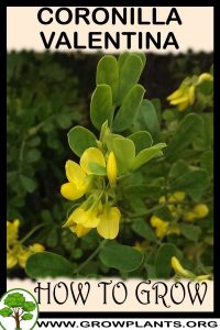 How to grow Coronilla valentina